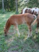 Poulain PAINT HORSE OC