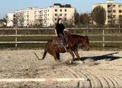 Magnifique quarter horse &agrave; vendre 