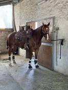 Magnifique quarter horse &agrave; vendre 