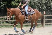 Magnifique quarter horse &agrave; vendre 