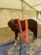 Magnifique quarter horse &agrave; vendre 