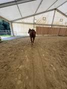 Magnifique quarter horse &agrave; vendre 