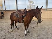 Magnifique quarter horse &agrave; vendre 