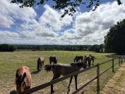 Stud farm  Mayenne