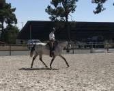 Jument PRE 4 ans 