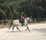 Jument PRE 4 ans 
