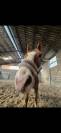 Demi-pension cheval professeur 
