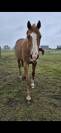 Demi-pension cheval professeur 