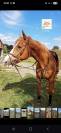 Demi-pension cheval professeur 