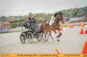 Cheval Sport et loisirs - OC - 6 ans