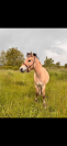 Poney &agrave; vendre fjord 3 ans 