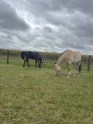 Poney &agrave; vendre fjord 3 ans 