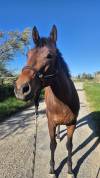 Cheval PP type sport