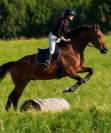 Hongre - KWPN - 12 ans - CSO / Hunter - France