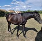 Aqps femelle 2 ans 