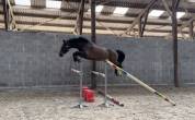 Cheval de sport de 5ans &agrave; vendre 