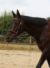 Cheval &agrave; vendre 