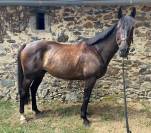 Cheval &agrave; vendre 