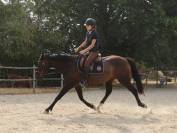 Cheval &agrave; vendre 
