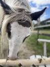 Poney irish cob