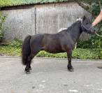 Cheval miniature 