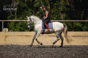 Hongre - PRE  - 6 ans - Dressage /Polyvalent - France