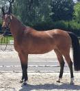 Jument 5 ans &agrave; vendre 