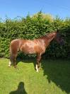 Allrounder pony 1m46 - Esperanza 