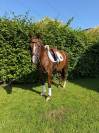 Allrounder pony 1m46 - Esperanza 