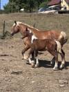Poulain oc Paint horse 