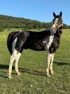 Poulain oc Paint horse 