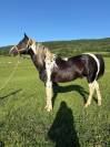 Poulain oc Paint horse 