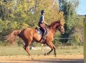Cavalla Sella Francese In vendita 2019 Sauro ,  Captain Semilly