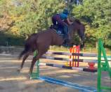 Cavalla Sella Francese In vendita 2019 Sauro ,  Captain Semilly
