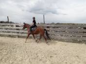cheval franche montagne