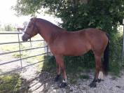 cheval franche montagne
