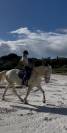Cheval Lusitianien Dp ou 1/4