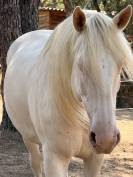 Cheval Lusitianien Dp ou 1/4
