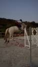 Cheval Lusitianien 1 &agrave; 3j par semaine