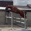 Excellente jument BWP de 3 ans +-1m67