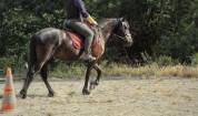 DP cheval