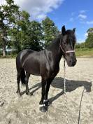 DP cheval