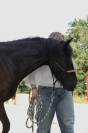 DP cheval