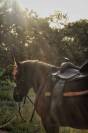 DP cheval