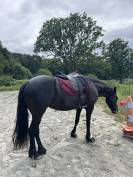 DP cheval