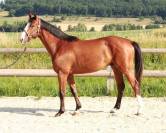 CHEVAUX &Agrave; VENDRE &ndash; DIRECT &Eacute;LEVEUR