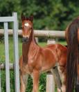 CHEVAUX &Agrave; VENDRE &ndash; DIRECT &Eacute;LEVEUR