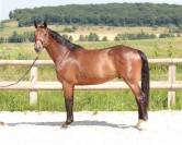 CHEVAUX &Agrave; VENDRE &ndash; DIRECT &Eacute;LEVEUR