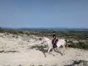 Cheval de loisir, Assurance tous risques
