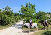 Cheval de loisir, Assurance tous risques